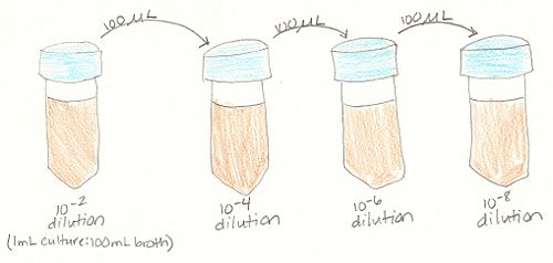 Hay infusion lab report