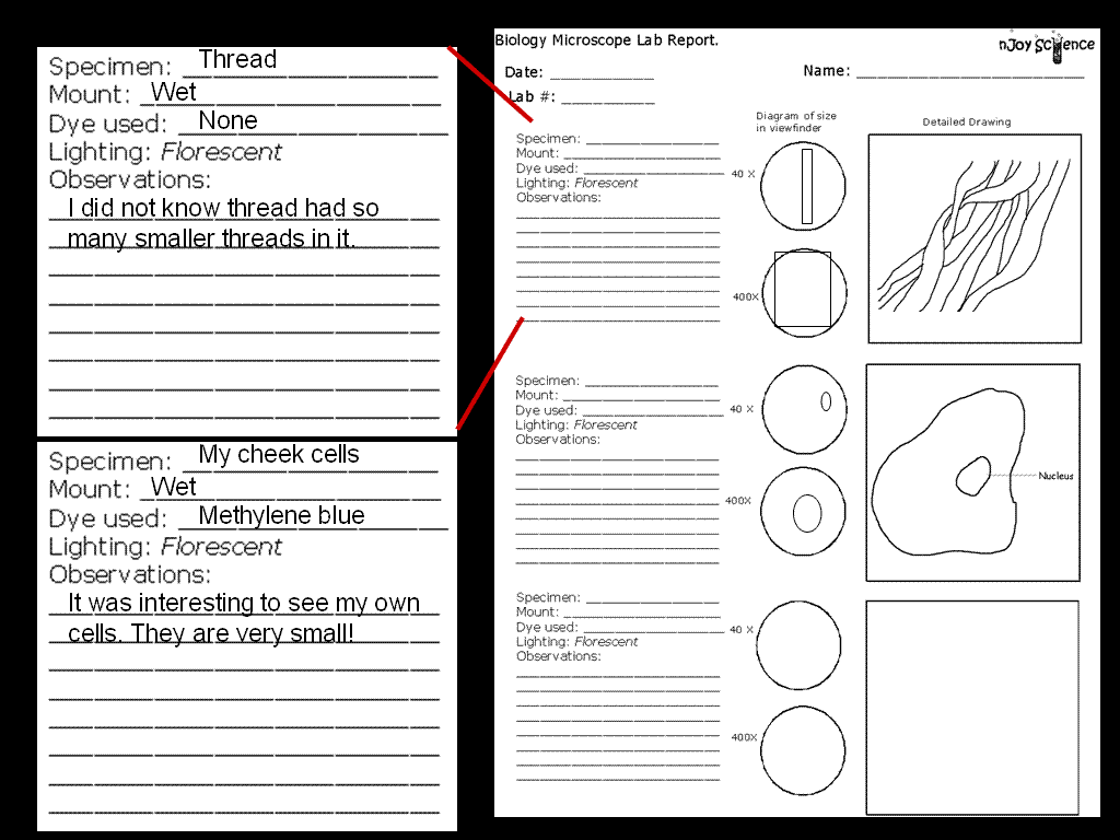 Lab report order